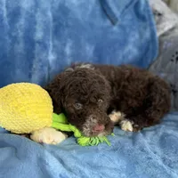 Malia, a female Portuguese Water Dog for sale in Honolulu, HI – 3 of 4