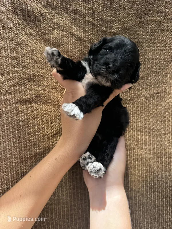 Vixen – Portuguese Water Dog puppy for sale in Honolulu, HI