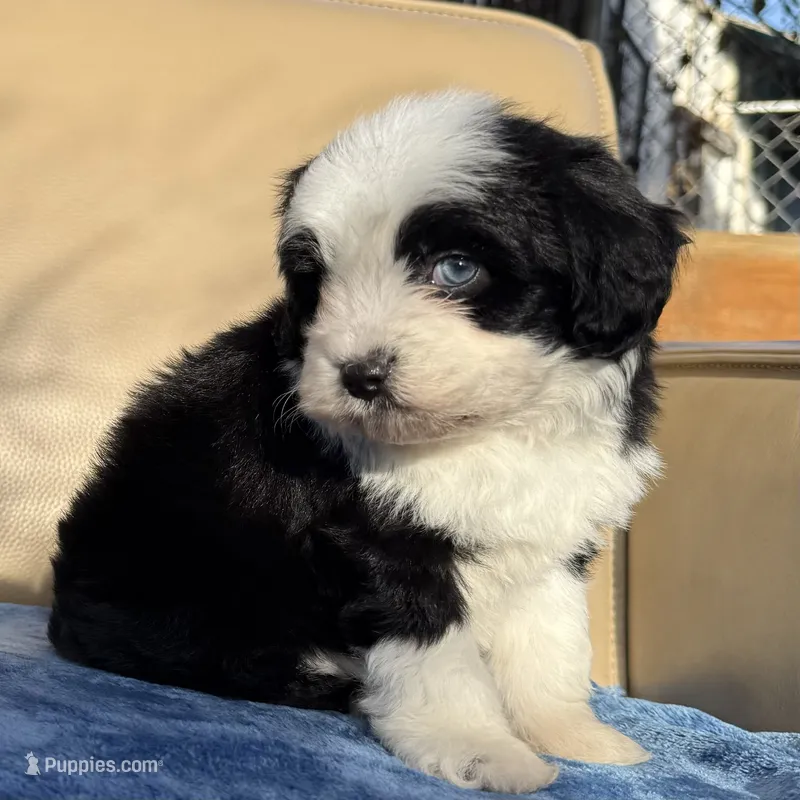 Kaynu Toy Aussipoo – Poodle - Toy , Toy Australian Shepherd puppy for sale in Honolulu, HI