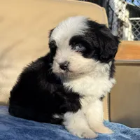 Kaynu Toy Aussipoo, a male Poodle - Toy  and Toy Australian Shepherd for sale in Honolulu, HI – 1 of 3