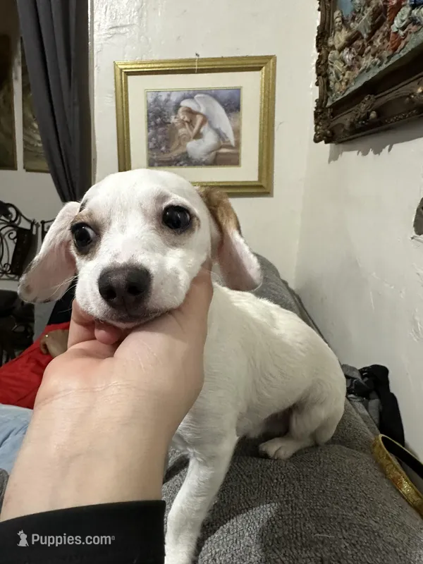 Toby – Cocker Spaniel, Chihuahua puppy for sale in New York, NY