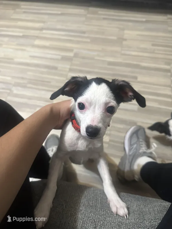 Chucho – Cocker Spaniel, Chihuahua puppy for sale in New York, NY