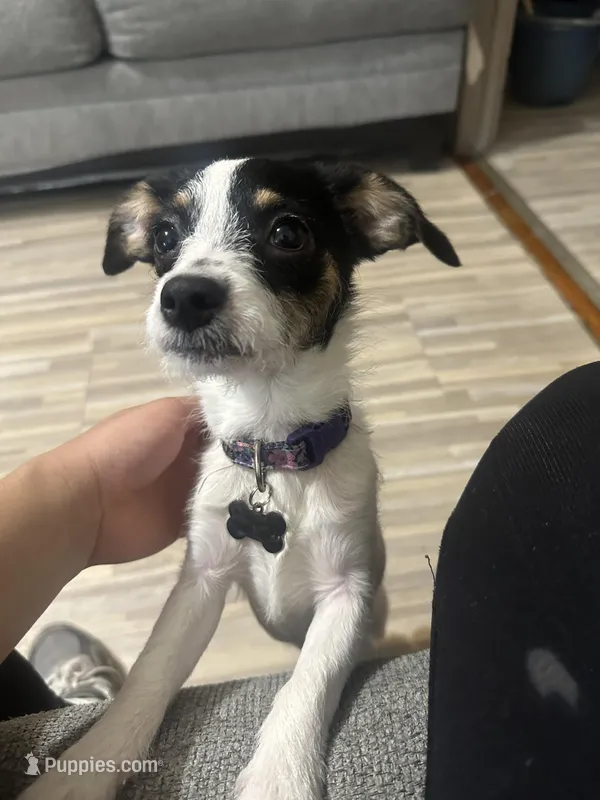 Kiara – Cocker Spaniel, Chihuahua puppy for sale in New York, NY