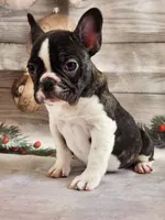 processed/045d1614-62df-4403-adac-3f1baf8241eb/listing/03d10da2-908c-4d3b-a048-ef79bde7dcd3/1099c519-3f67-4deb-aa5e-a7f2679f48e4