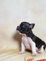 processed/045d1614-62df-4403-adac-3f1baf8241eb/listing/03d10da2-908c-4d3b-a048-ef79bde7dcd3/552a9e1b-c578-429e-8a8b-1ad1cc62573f