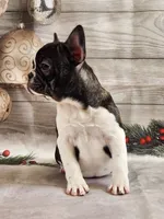 processed/045d1614-62df-4403-adac-3f1baf8241eb/listing/03d10da2-908c-4d3b-a048-ef79bde7dcd3/6cf90629-d65d-4307-90d5-fc90030b6120