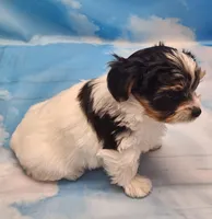 Harry, a male Biewer for sale in Atlanta, GA – Photo 7 of 7