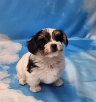 Harry, a male Biewer for sale in Atlanta, GA – Photo 5 of 7