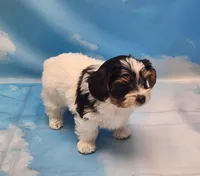 Harry, a male Biewer for sale in Atlanta, GA – Photo 3 of 7