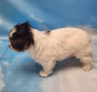 Harry, a male Biewer for sale in Atlanta, GA – Photo 2 of 7