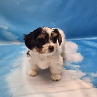 Harry, a male Biewer for sale in Atlanta, GA – Photo 6 of 7