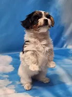 Harry, a male Biewer for sale in Atlanta, GA – Photo 4 of 7