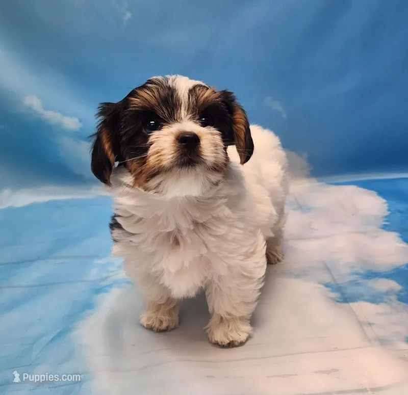 Harry – Biewer puppy for sale in Atlanta, GA