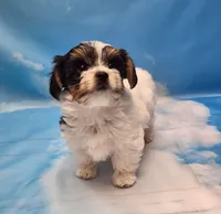 Harry, a male Biewer for sale in Atlanta, GA – Photo 1 of 7