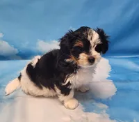 Megan, a female Biewer for sale in Atlanta, GA – Photo 6 of 7