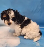 Megan, a female Biewer for sale in Atlanta, GA – Photo 5 of 7