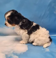 Megan, a female Biewer for sale in Atlanta, GA – Photo 7 of 7