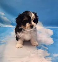 Megan, a female Biewer for sale in Atlanta, GA – Photo 4 of 7