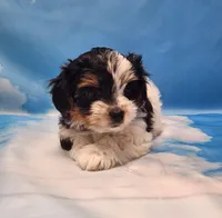 Megan, a female Biewer for sale in Atlanta, GA – Photo 3 of 7