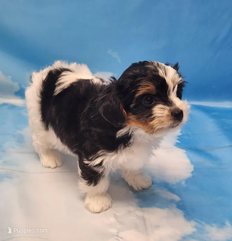 Megan – Biewer puppy for sale in Atlanta, GA