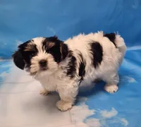 Archie, a male Biewer for sale in Atlanta, GA – Photo 5 of 6