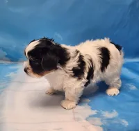 Archie, a male Biewer for sale in Atlanta, GA – Photo 4 of 6