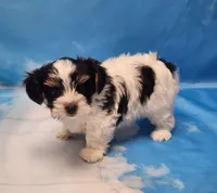 Archie, a male Biewer for sale in Atlanta, GA – Photo 3 of 6