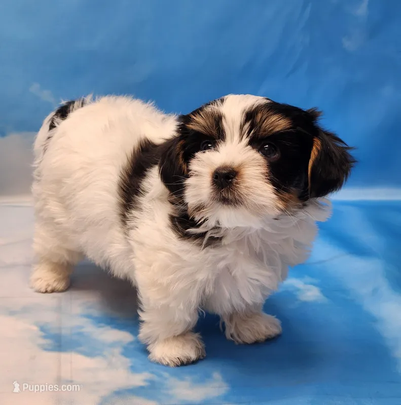 Archie – Biewer puppy for sale in Atlanta, GA