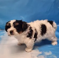 Archie, a male Biewer for sale in Atlanta, GA – Photo 6 of 6