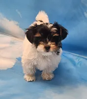 Lilibet, a female Biewer for sale in Atlanta, GA – Photo 3 of 6