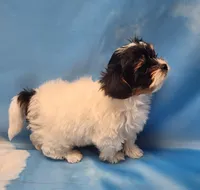 Lilibet, a female Biewer for sale in Atlanta, GA – Photo 2 of 6