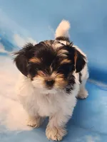 Lilibet, a female Biewer for sale in Atlanta, GA – Photo 4 of 6