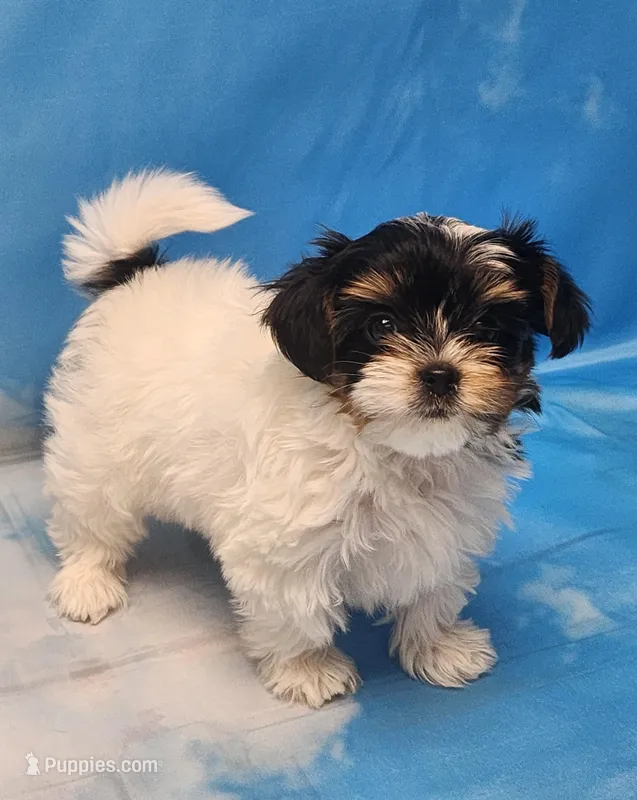 Lilibet – Biewer puppy for sale in Atlanta, GA