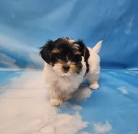 Lilibet, a female Biewer for sale in Atlanta, GA – Photo 6 of 6