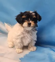 Lilibet, a female Biewer for sale in Atlanta, GA – Photo 5 of 6