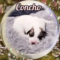 AKC Concho, a female Great Pyrenees for sale in Turtle Lake, ND – Photo 2 of 5