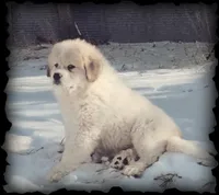 AKC Concho, a female Great Pyrenees for sale in Turtle Lake, ND – Photo 5 of 5