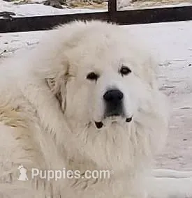 AKC Concho, a female Great Pyrenees for sale in Turtle Lake, ND – Photo 1 of 5