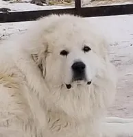 AKC Billet, a male Great Pyrenees for sale in Turtle Lake, ND – Photo 1 of 3