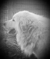 AKC Billet, a male Great Pyrenees for sale in Turtle Lake, ND – Photo 3 of 3