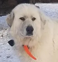 AKC Billet, a male Great Pyrenees for sale in Turtle Lake, ND – Photo 2 of 3