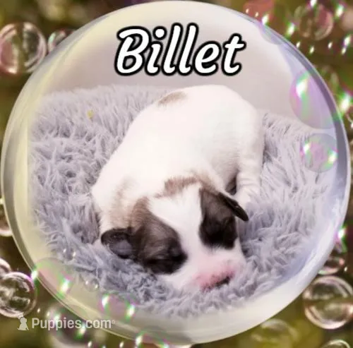 AKC Billet, a male Great Pyrenees for sale in Turtle Lake, ND – Photo 1 of 3