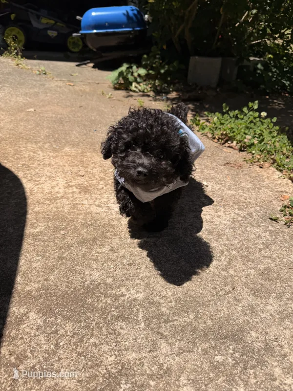 Ace – Poodle - Toy  puppy for sale in Tucker, GA