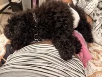 Ace, a male Poodle - Toy  for sale in Tucker, GA – 3 of 5