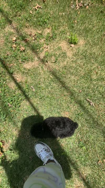 Ace, a male Poodle - Toy  for sale in Tucker, GA – 5 of 5