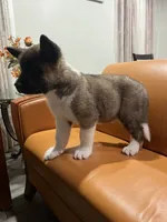 Mia, a female Akita for sale in South River, NJ – 3 of 7