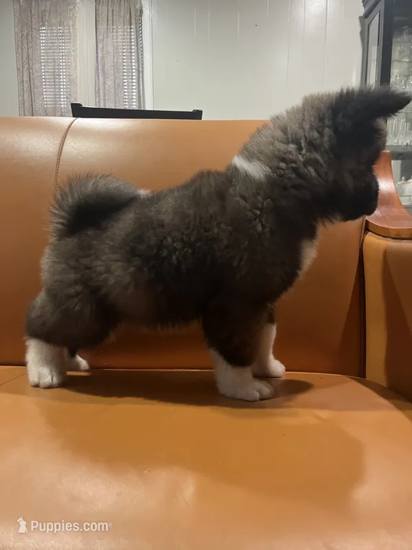 Bruno  – Akita puppy for sale in South River, NJ