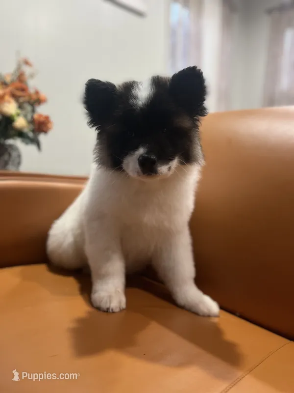 Allison  – Akita puppy for sale in South River, NJ