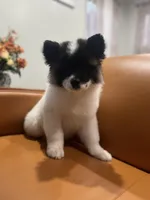 Allison , a female Akita for sale in South River, NJ – 1 of 4