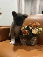 Mia, a female Akita for sale in South River, NJ – 2 of 7